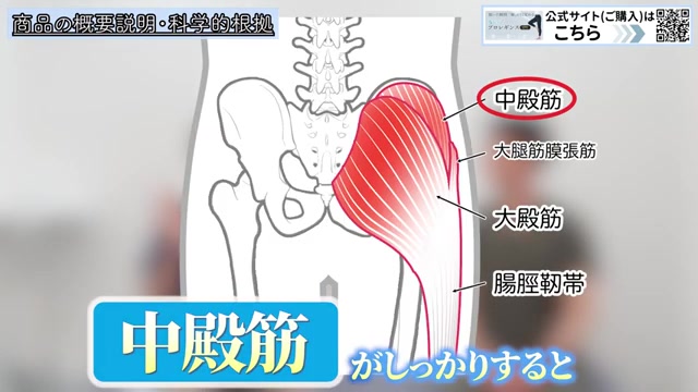お尻の奥にある中殿筋の解剖イラスト